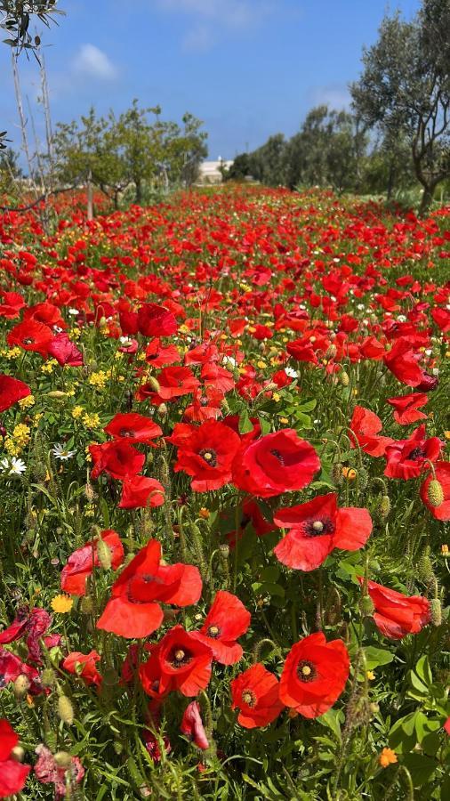 توري تشيانكا Masseria Gelsi المظهر الخارجي الصورة