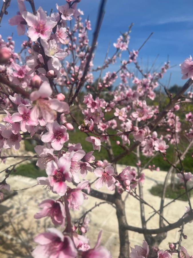 توري تشيانكا Masseria Gelsi المظهر الخارجي الصورة